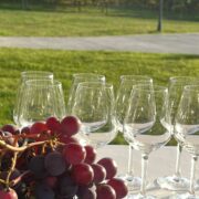 Actualité UFG – Découverte de la viticulture géorgienne dans le cadre de l’école d’automne Vinifera/NewClim